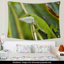 Green Anole Lizard (Anolis Carolinensis), Hawaii. Wall Art 61472361