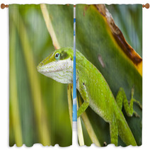 Green Anole Lizard (Anolis Carolinensis), Hawaii. Window Curtains 61472361
