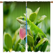 Green Anole Lizard (Anolis Carolinensis) Showing Off Pink Dewlap Window Curtains 54286821
