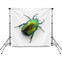 Green Beetle Backdrops 53500605