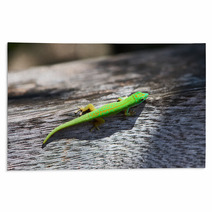 Green Gecko Rugs 67289252