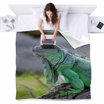 Green Iguana Blankets 56098338