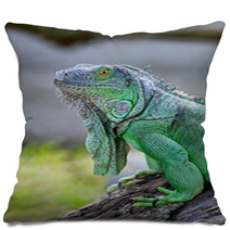 Green Iguana Pillows 56098338