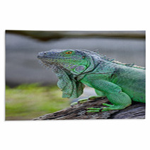 Green Iguana Rugs 56098338