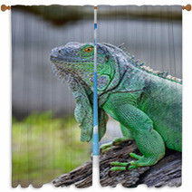 Green Iguana Window Curtains 56098338