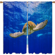 Green Sea Turtle Swimming In The Ocean Window Curtains 53210422