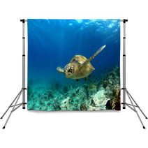 Green Sea Turtle Swimming Underwater Backdrops 53249174