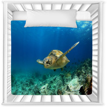 Green Sea Turtle Swimming Underwater Nursery Decor 53249174