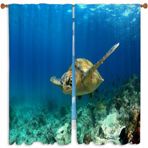 Green Sea Turtle Swimming Underwater Window Curtains 53249174