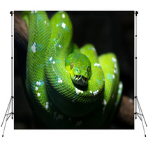 Green Snake Backdrops 51878747