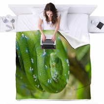 Green Snake Blankets 65006067