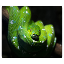 Green Snake Rugs 51878747