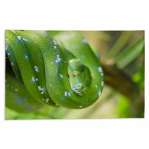 Green Snake Rugs 65006067