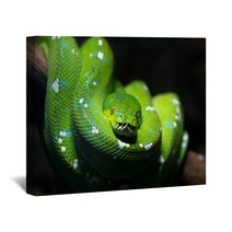 Green Snake Wall Art 51878747