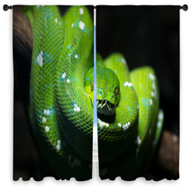 Green Snake Window Curtains 51878747