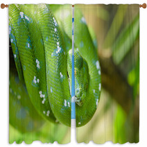Green Snake Window Curtains 65006067