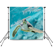Green  Turtle (Chelonia Mydas) Swimming Backdrops 70335141