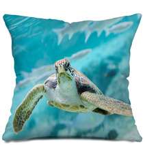 Green  Turtle (Chelonia Mydas) Swimming Pillows 70335141