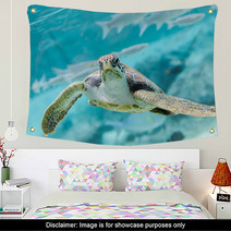 Green  Turtle (Chelonia Mydas) Swimming Wall Art 70335141