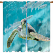 Green  Turtle (Chelonia Mydas) Swimming Window Curtains 70335141