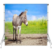 Grey Donkey In Field Backdrops 53501022