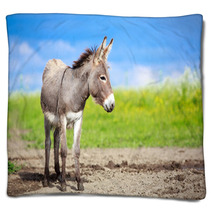 Grey Donkey In Field Blankets 53501022