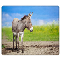 Grey Donkey In Field Rugs 53501022