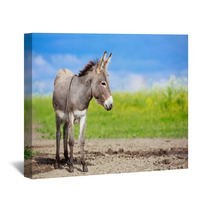 Grey Donkey In Field Wall Art 53501022
