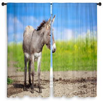 Grey Donkey In Field Window Curtains 53501022