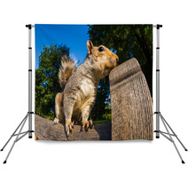 Grey Squirrel Close Up On A Park Bench In London Backdrops 69251036