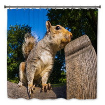 Grey Squirrel Close Up On A Park Bench In London Bath Decor 69251036