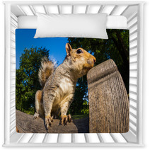 Grey Squirrel Close Up On A Park Bench In London Nursery Decor 69251036