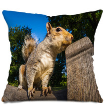 Grey Squirrel Close Up On A Park Bench In London Pillows 69251036