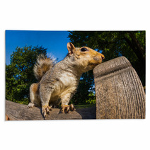 Grey Squirrel Close Up On A Park Bench In London Rugs 69251036