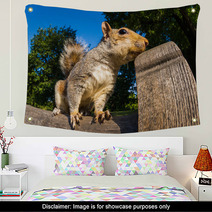 Grey Squirrel Close Up On A Park Bench In London Wall Art 69251036