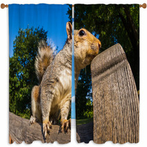 Grey Squirrel Close Up On A Park Bench In London Window Curtains 69251036