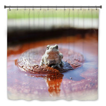 Grey Tree Frog Sitting In Bird Bath In Garden Bath Decor 84811985