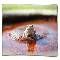 Grey Tree Frog Sitting In Bird Bath In Garden Blankets 84811985