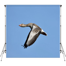 Greylag Goose (Anser Anser) Backdrops 83085447