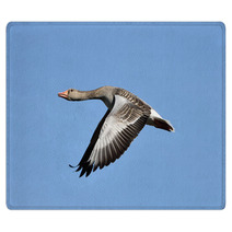 Greylag Goose (Anser Anser) Rugs 83085447
