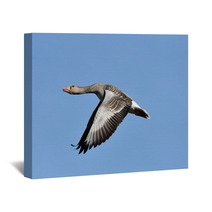 Greylag Goose (Anser Anser) Wall Art 83085447