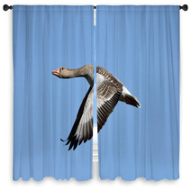 Greylag Goose (Anser Anser) Window Curtains 83085447