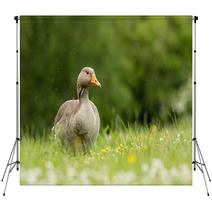 Greylag Goose In Meadow (arenaria Interpres) Backdrops 100942238