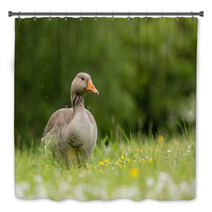 Greylag Goose In Meadow (arenaria Interpres) Bath Decor 100942238