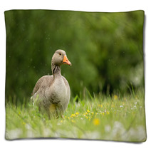 Greylag Goose In Meadow (arenaria Interpres) Blankets 100942238