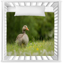 Greylag Goose In Meadow (arenaria Interpres) Nursery Decor 100942238