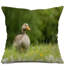 Greylag Goose In Meadow (arenaria Interpres) Pillows 100942238