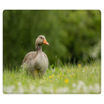 Greylag Goose In Meadow (arenaria Interpres) Rugs 100942238