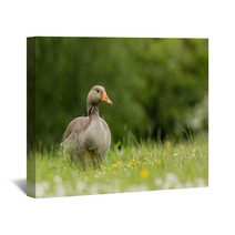 Greylag Goose In Meadow (arenaria Interpres) Wall Art 100942238