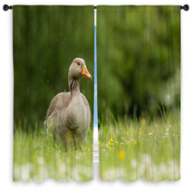 Greylag Goose In Meadow (arenaria Interpres) Window Curtains 100942238